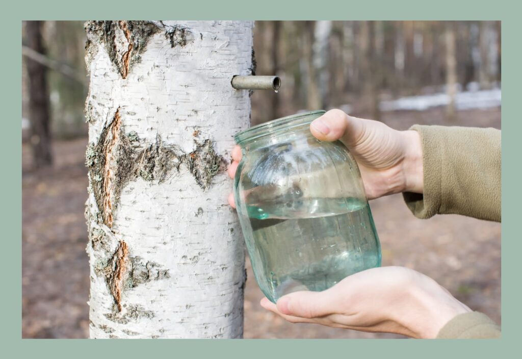 Cure de sève de bouleau alcalinisante